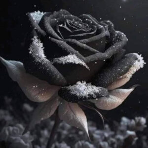 Profile picture of Ambreen Ilyas